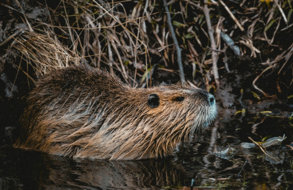 beaver