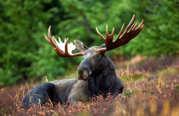 Moose safari Älgsafari